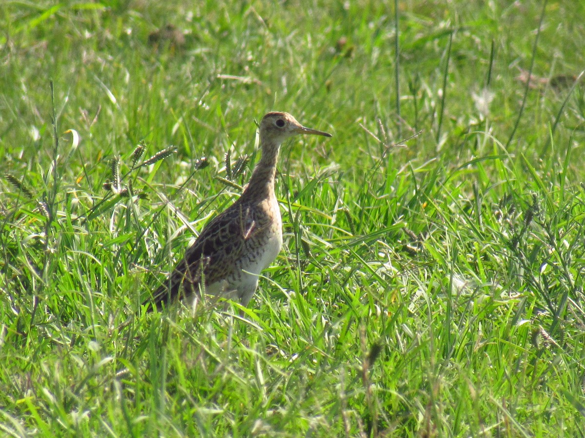 Upland Sandpiper - ML419230511