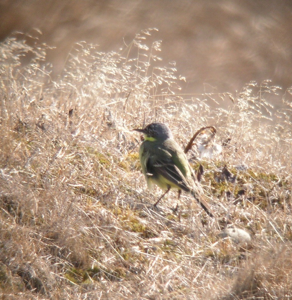 Eastern Yellow Wagtail - ML419231771