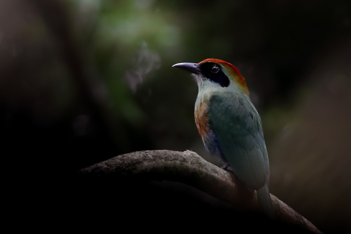 Rufous-capped Motmot - Rodrigo Díaz