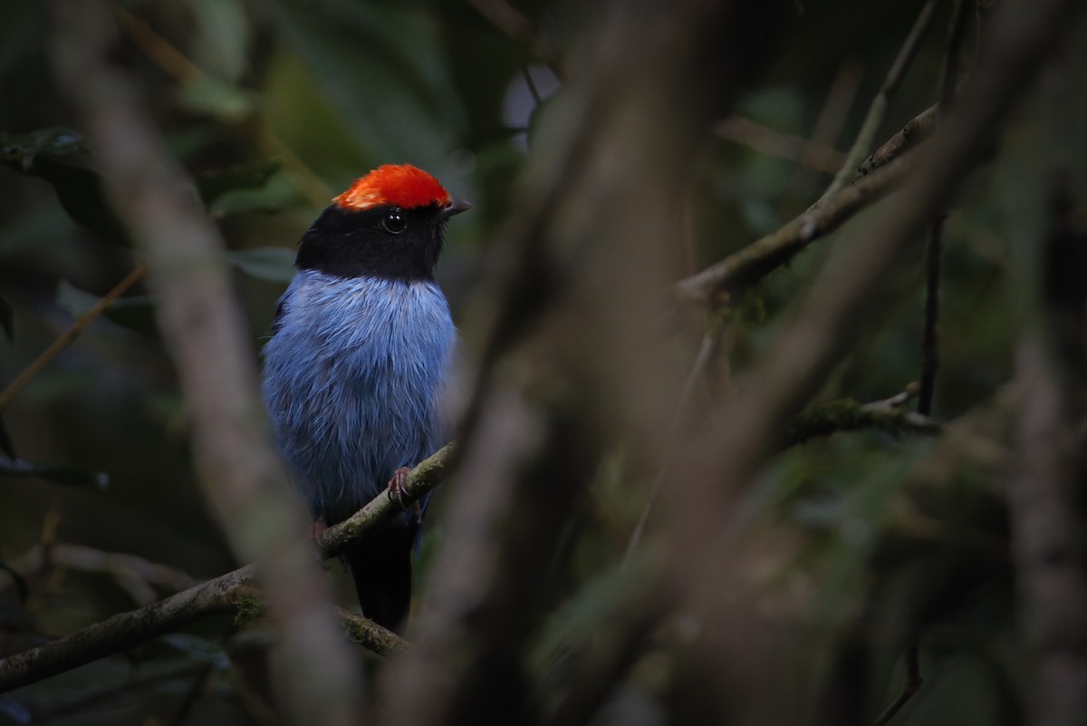 Swallow-tailed Manakin - Rodrigo Díaz