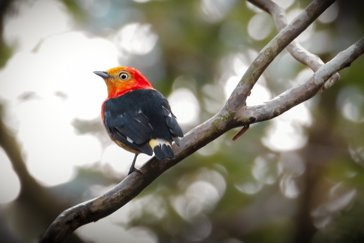 Band-tailed Manakin - Rodrigo Díaz