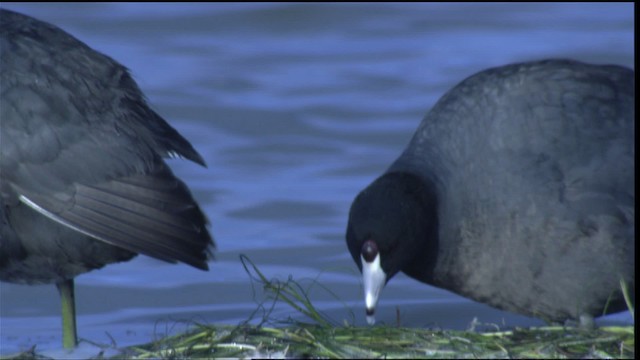 American Coot (Red-shielded) - ML419234