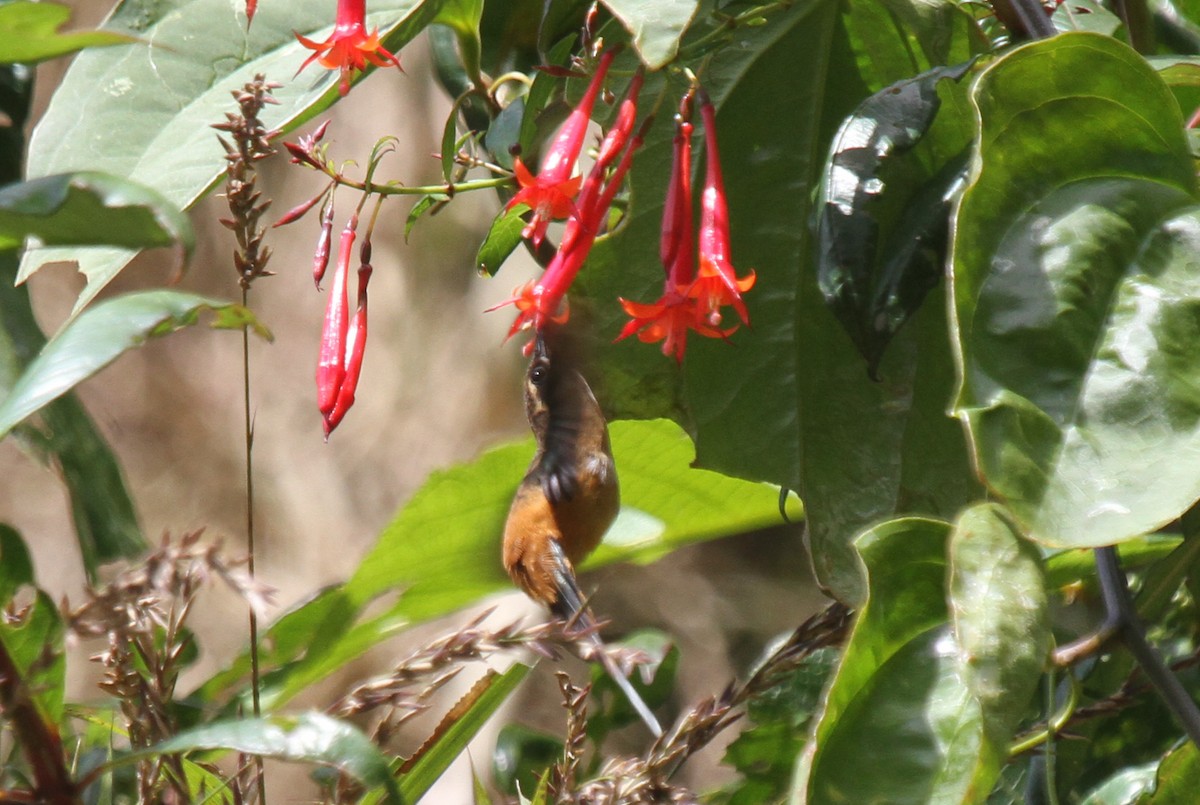 Ржавчатый колибри-отшельник - ML41923421