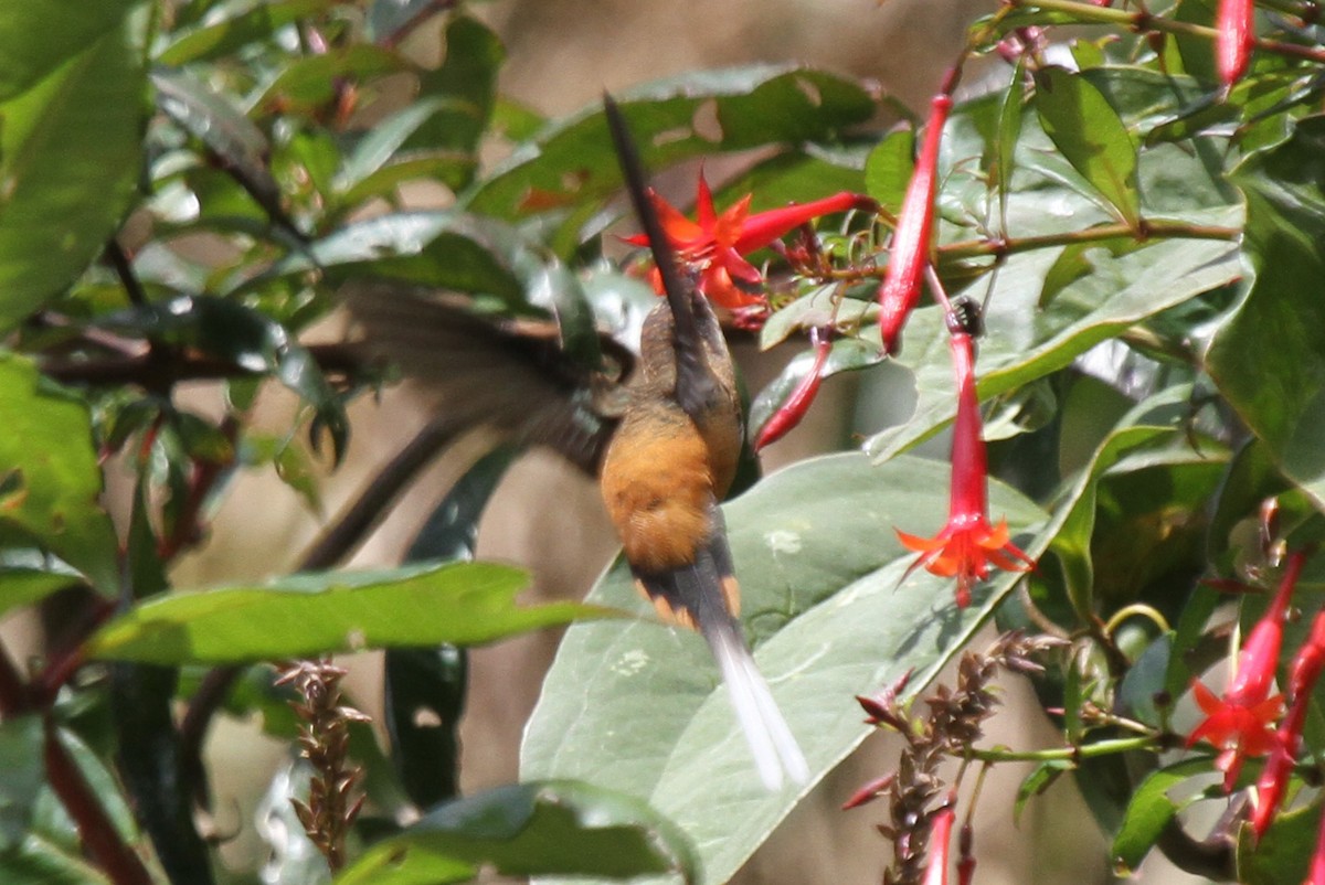 Ржавчатый колибри-отшельник - ML41923441