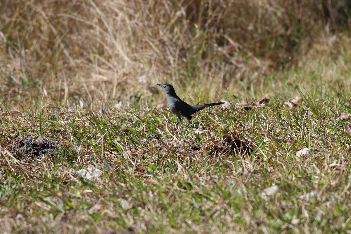 Gray Catbird - ML419235461