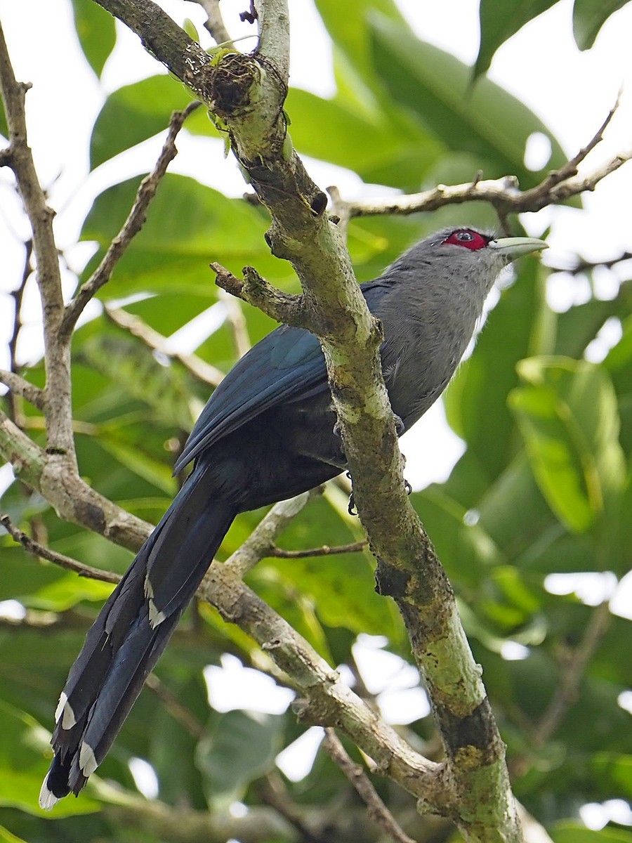 Black-bellied Malkoha - Sue Chew Yap