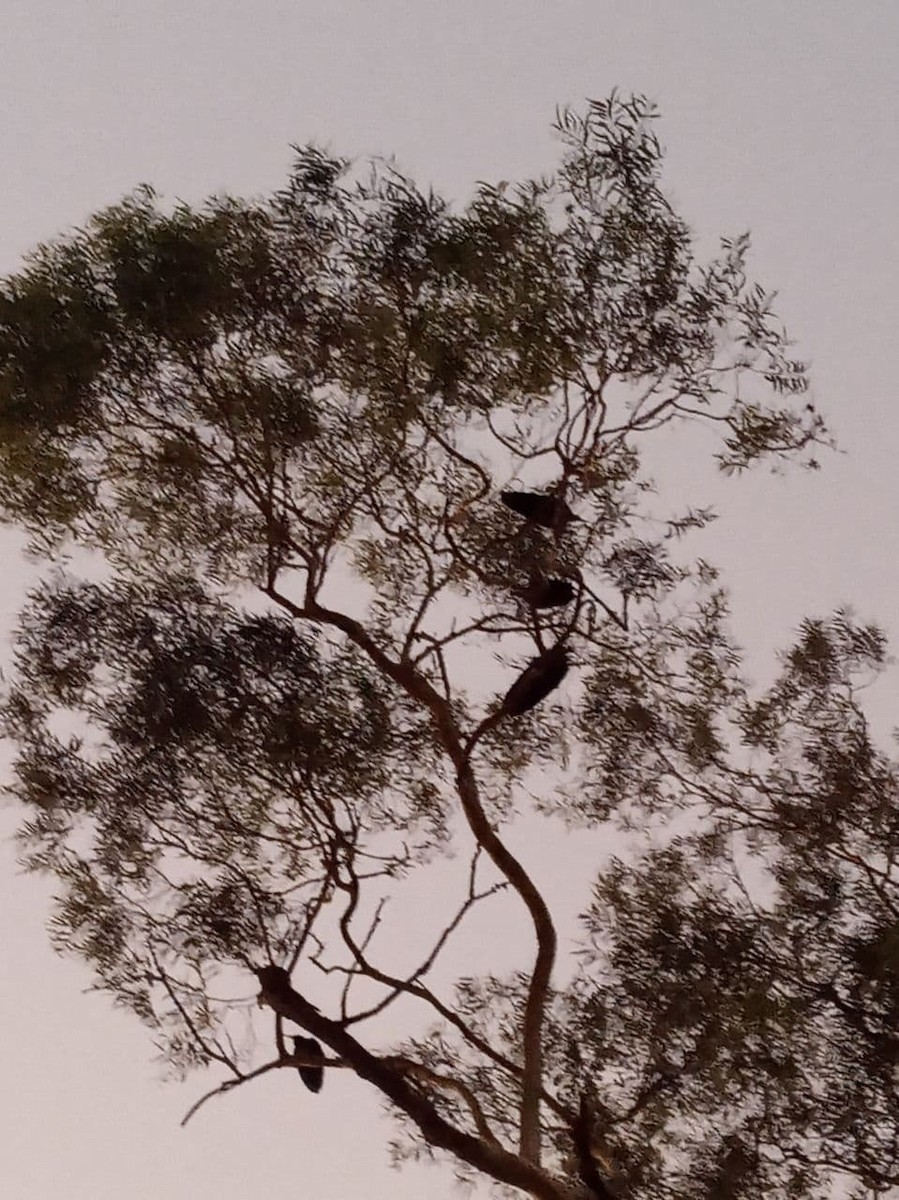 ibis bradavičnatý - ML419240411