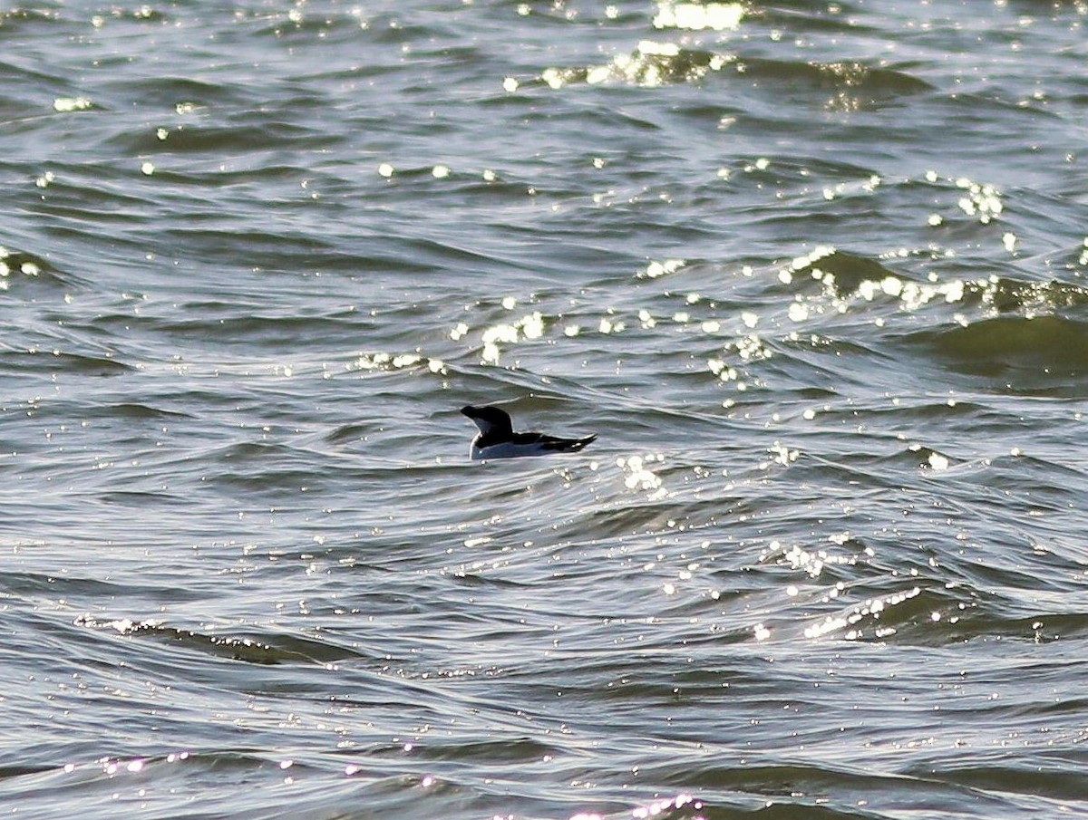 Razorbill - ML419240551