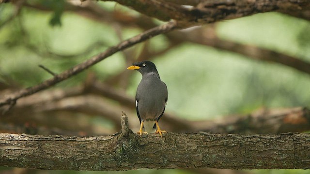 Javan Myna - ML419240841