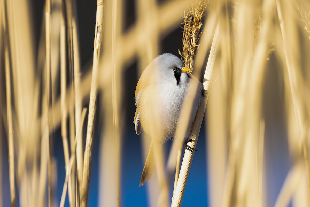 Bearded Reedling - Liang XU