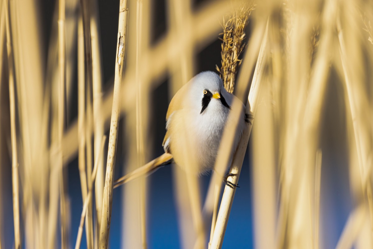 Bearded Reedling - Liang XU