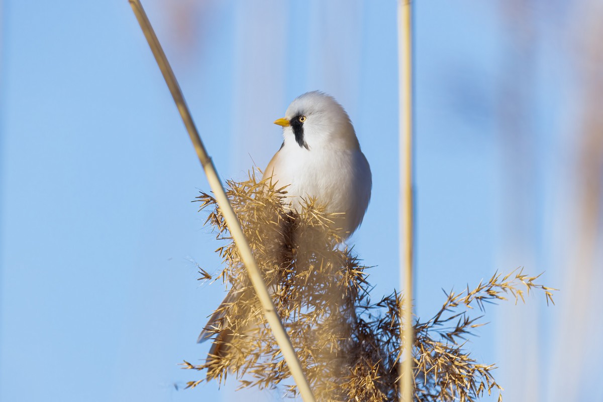 Bearded Reedling - ML419241831