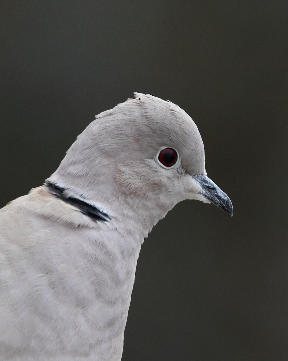 Eurasian Collared-Dove - ML419242831