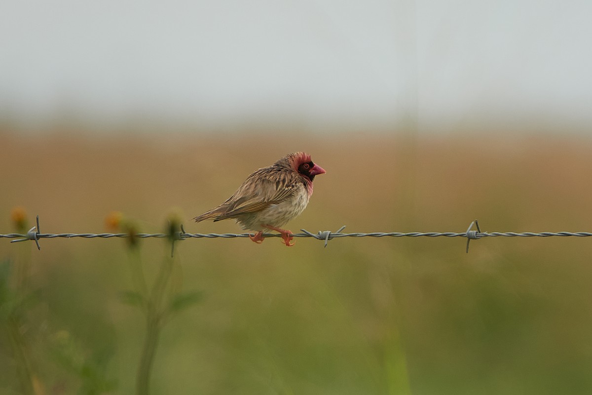 Red-billed Quelea - Cheech Albanese (ignorant birder)
