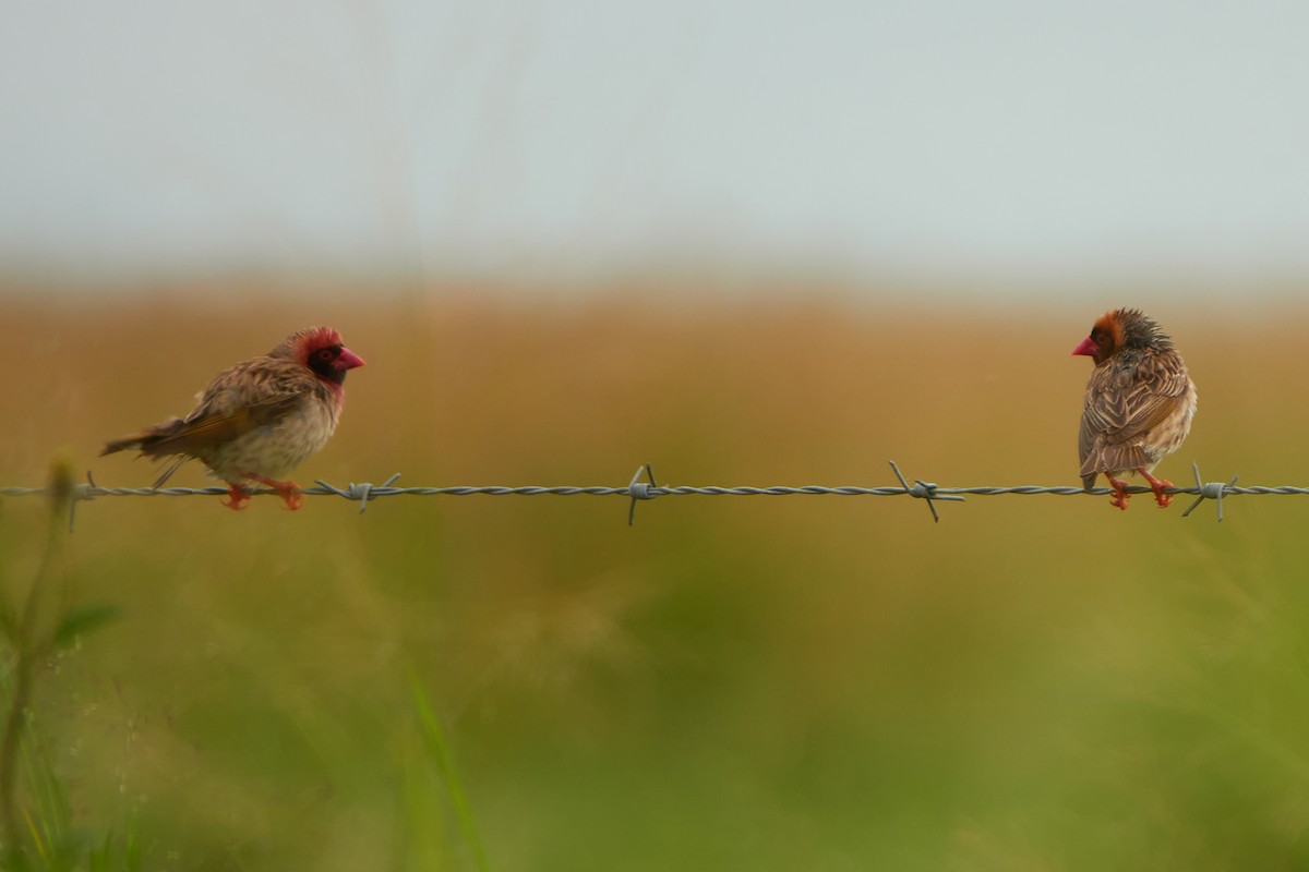 Red-billed Quelea - ML419243421