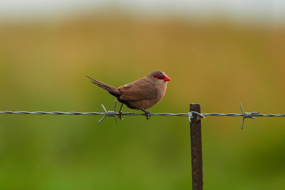 Common Waxbill - Cheech Albanese (ignorant birder)