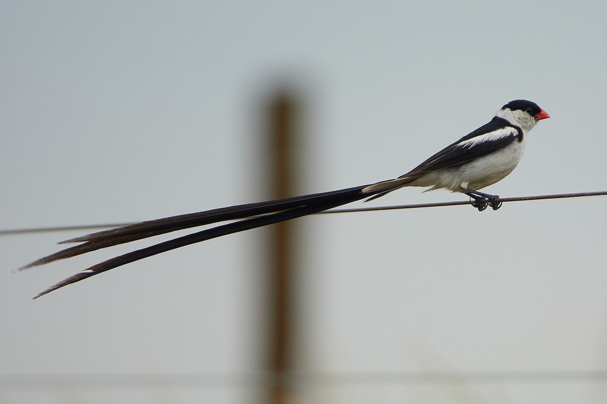 Pin-tailed Whydah - Cheech Albanese (ignorant birder)