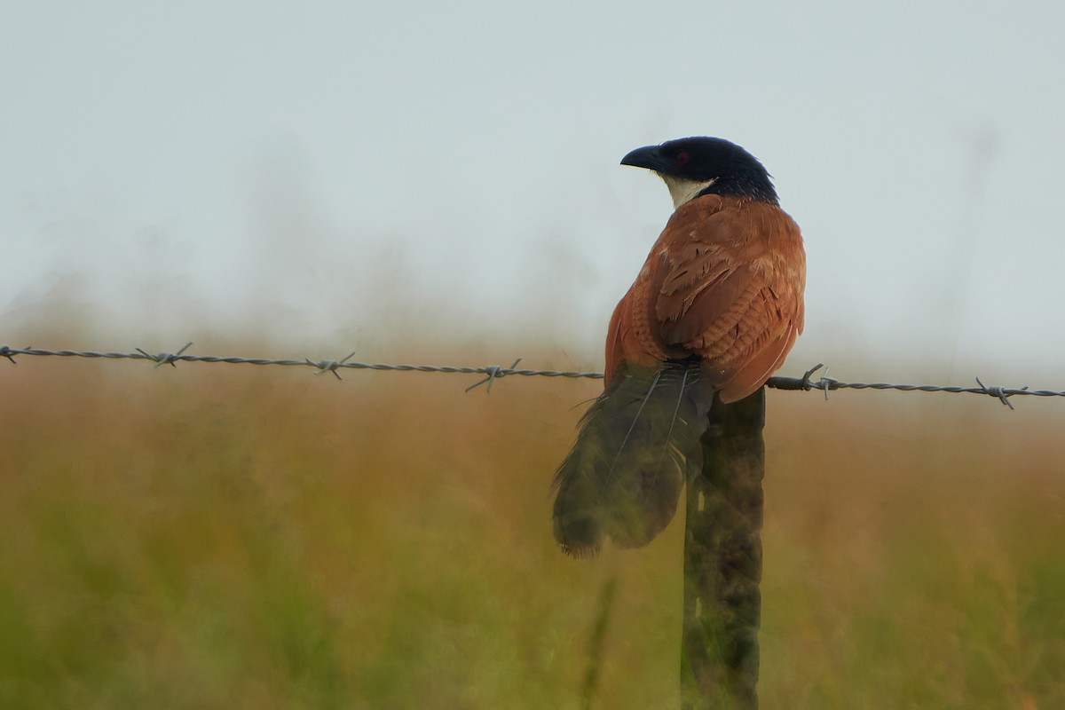 White-browed Coucal - ML419243811