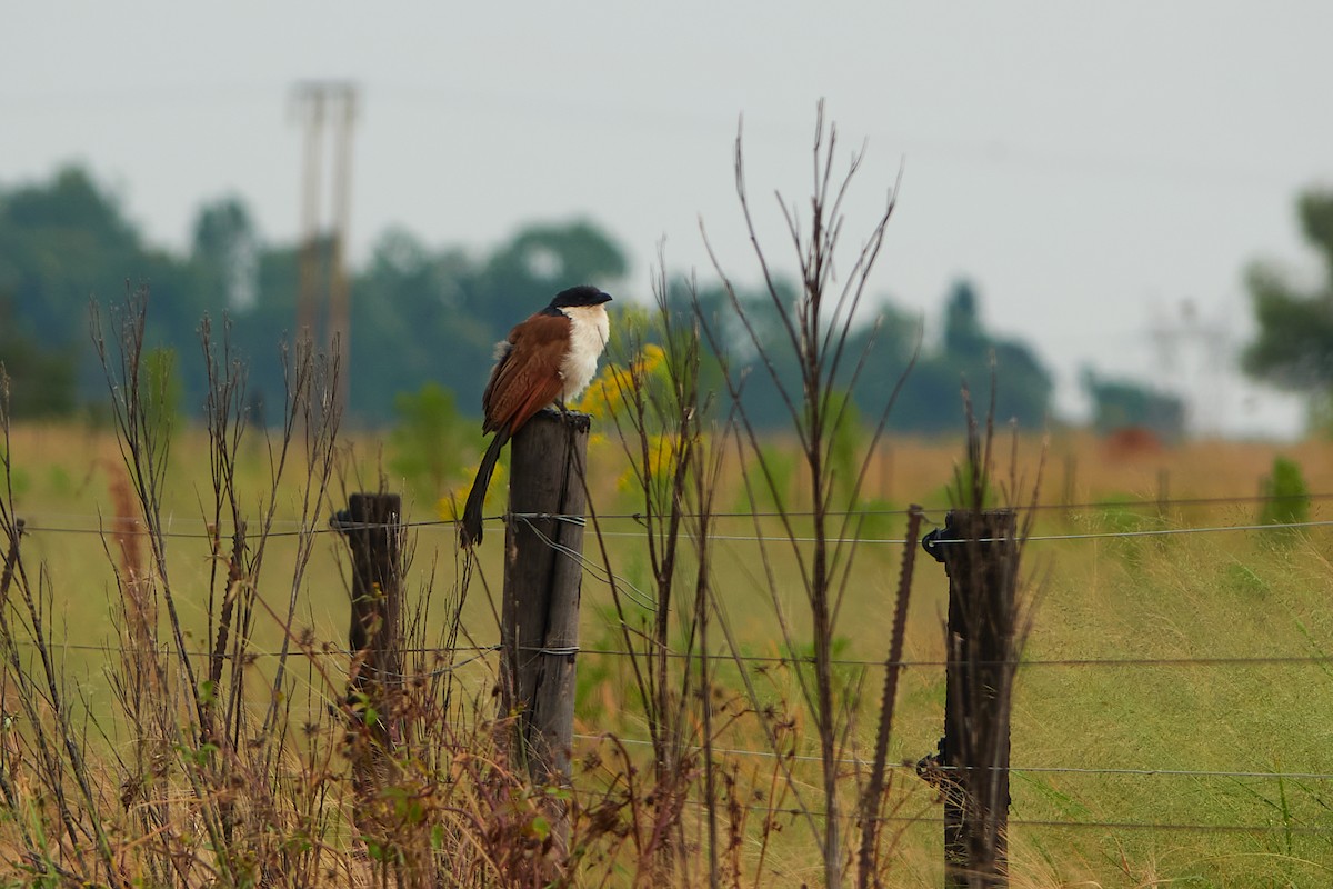 White-browed Coucal - ML419243831