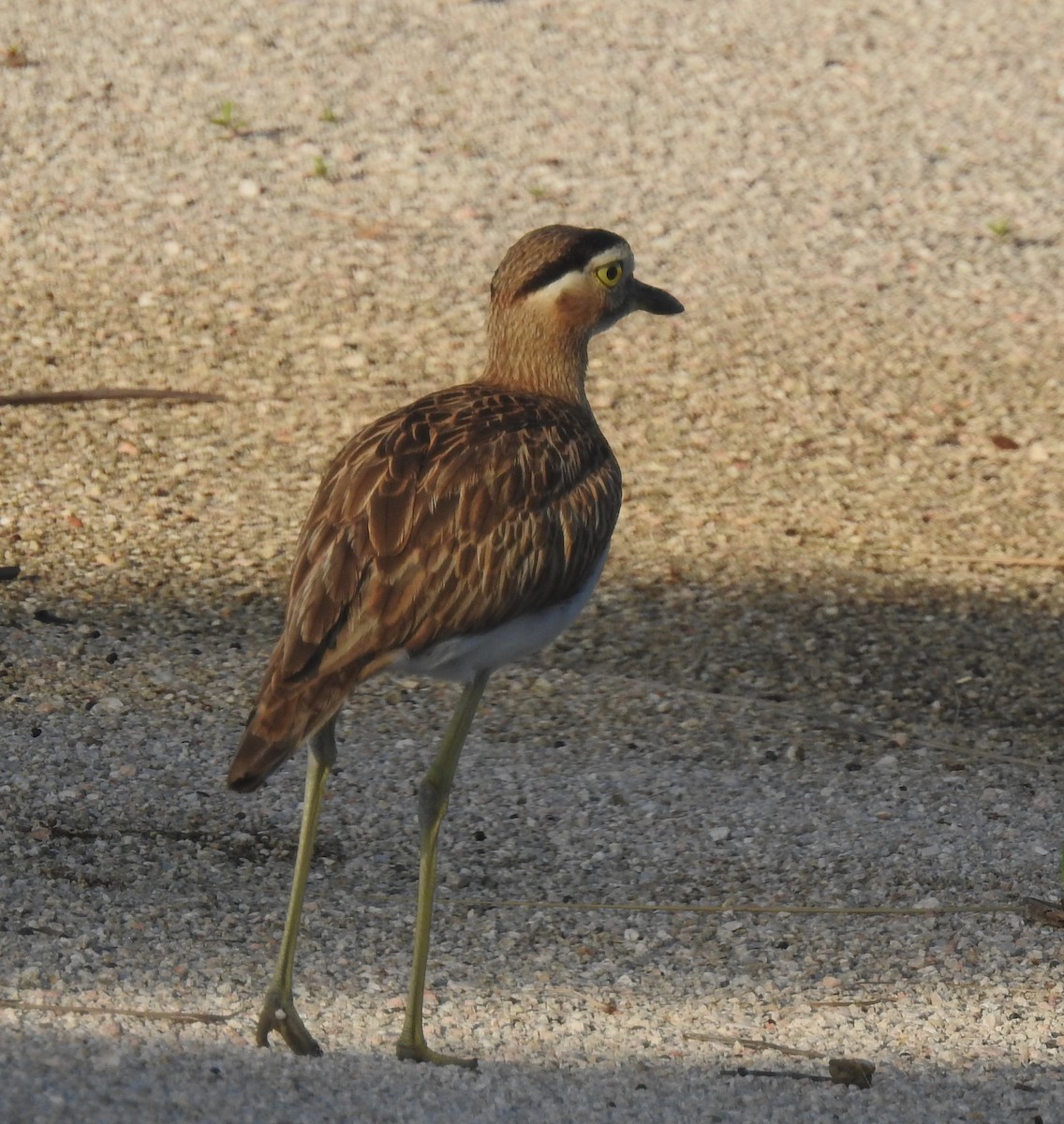 Double-striped Thick-knee - ML419246041