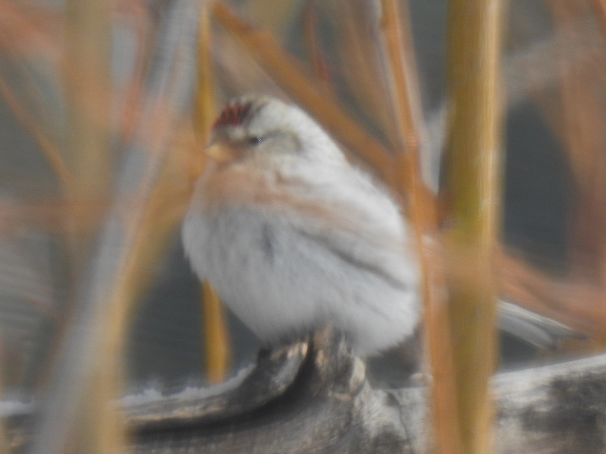 Hoary Redpoll - ML419246861