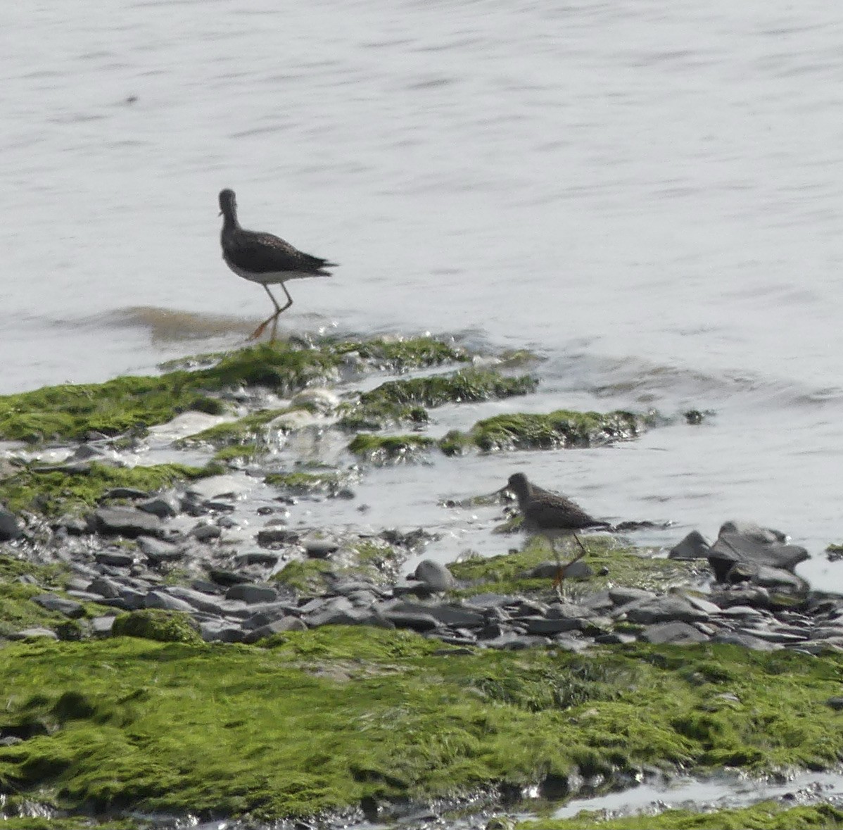 Lesser Yellowlegs - ML419247151