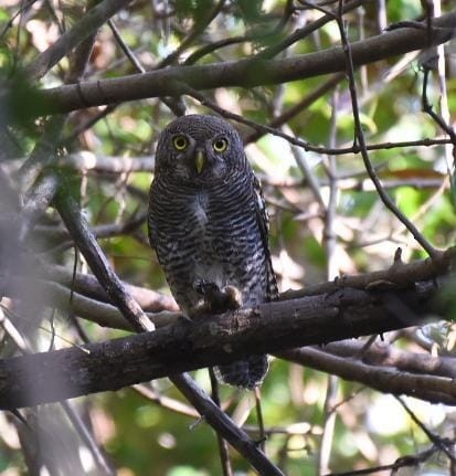 Jungle Owlet - ML419248151