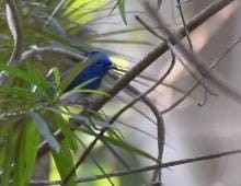 Black-naped Monarch - ML419248211