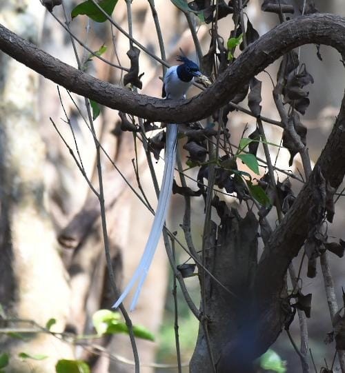 Indian Paradise-Flycatcher - ML419248231