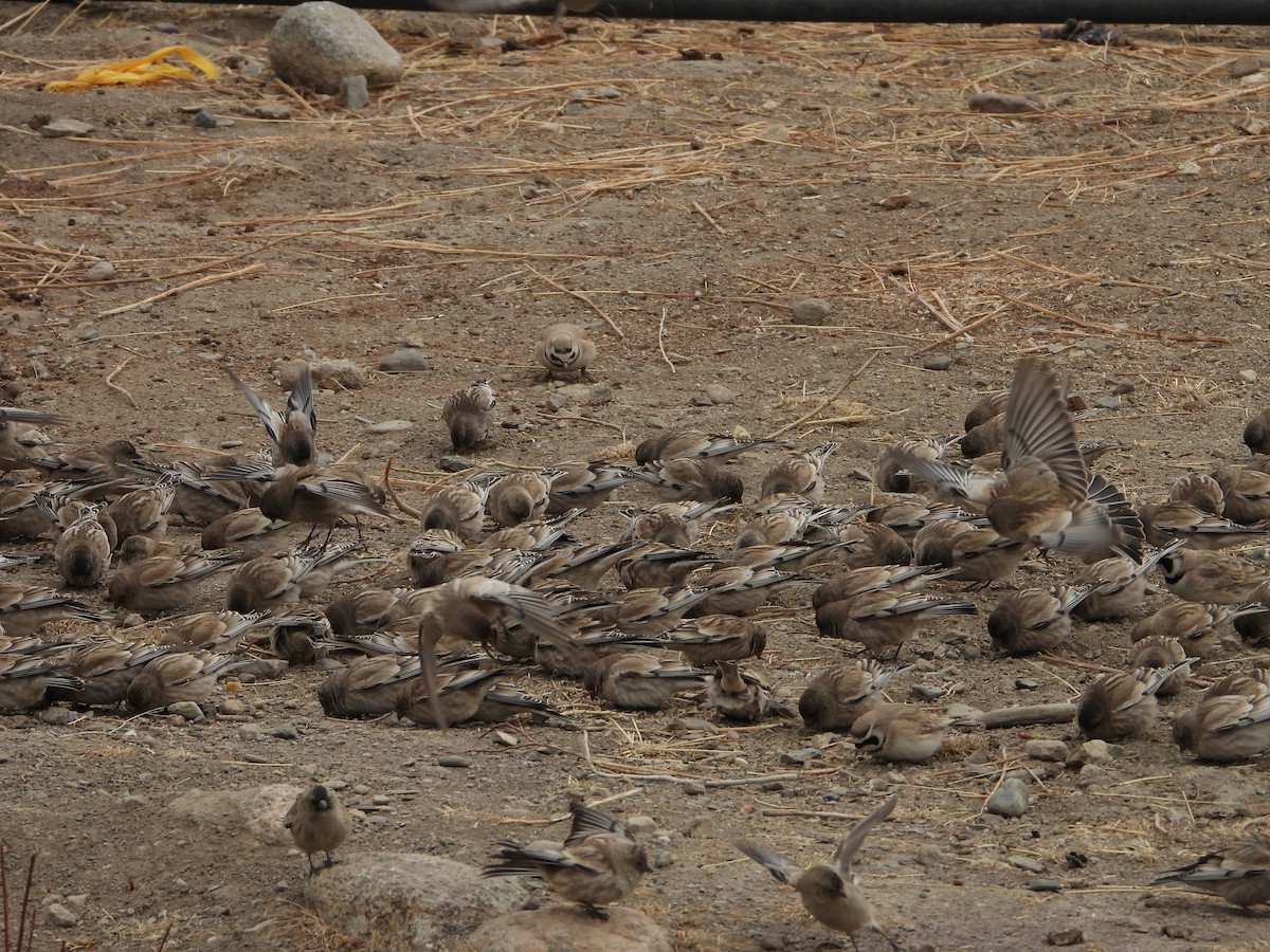 Black-headed Mountain Finch - ML419248281