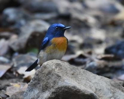 Blue-throated Flycatcher - ML419248301