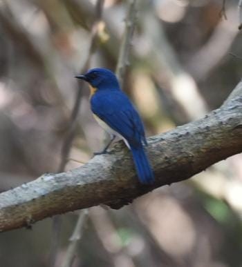 Tickell's Blue Flycatcher - ML419248351