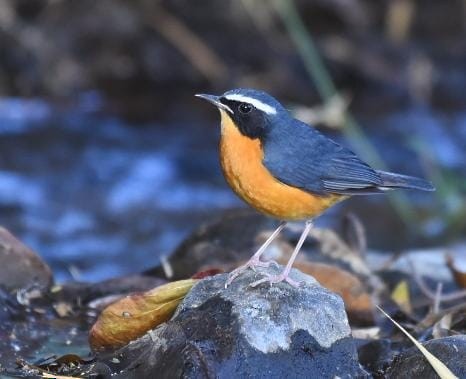 Indian Blue Robin - ML419248401
