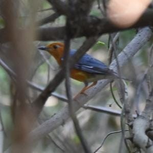 Orange-headed Thrush - ML419248461