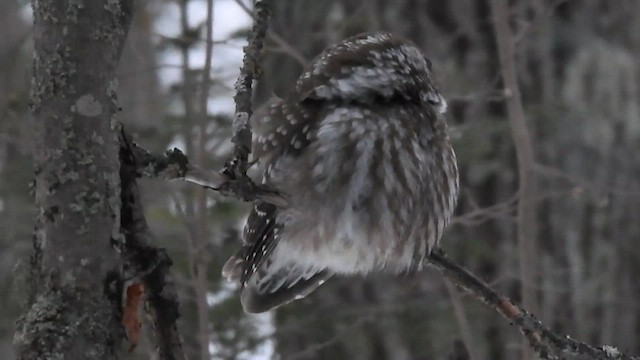 Boreal Owl - ML419249261