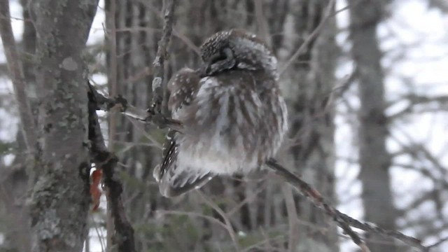 Boreal Owl - ML419249281