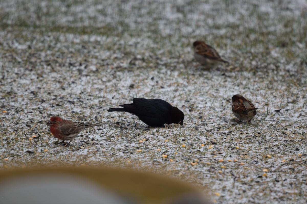 Brown-headed Cowbird - ML419250151