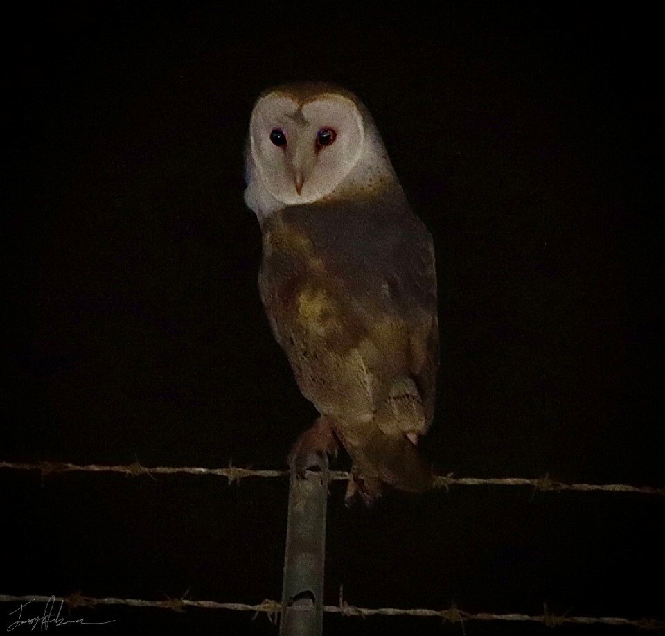 American Barn Owl - ML419251391