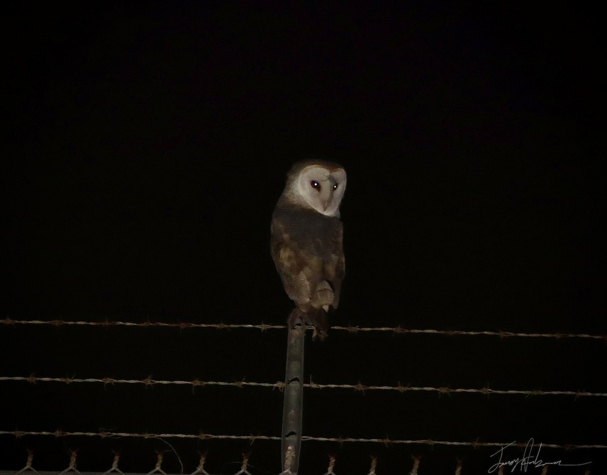 American Barn Owl - ML419251401