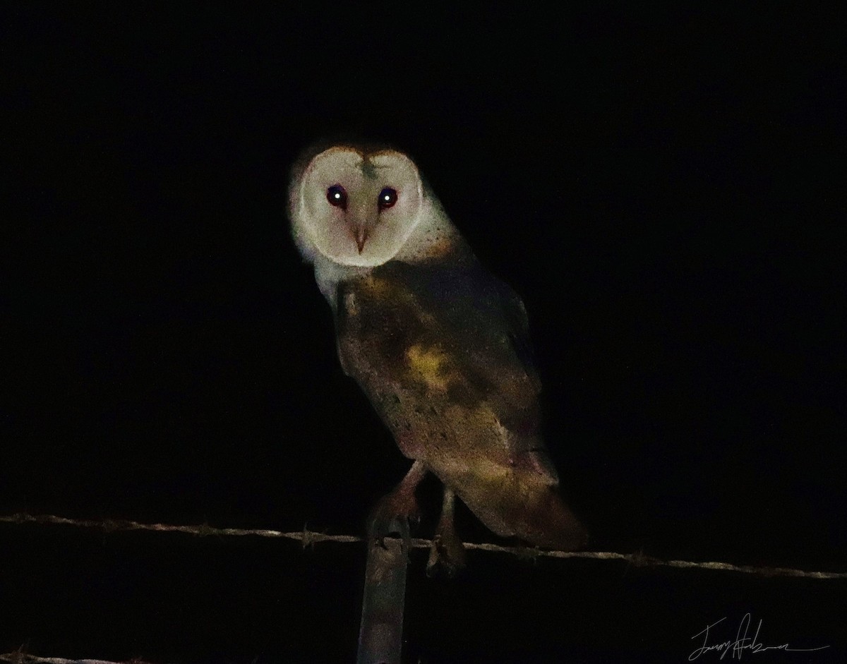 Barn Owl - Jeremy Andersen