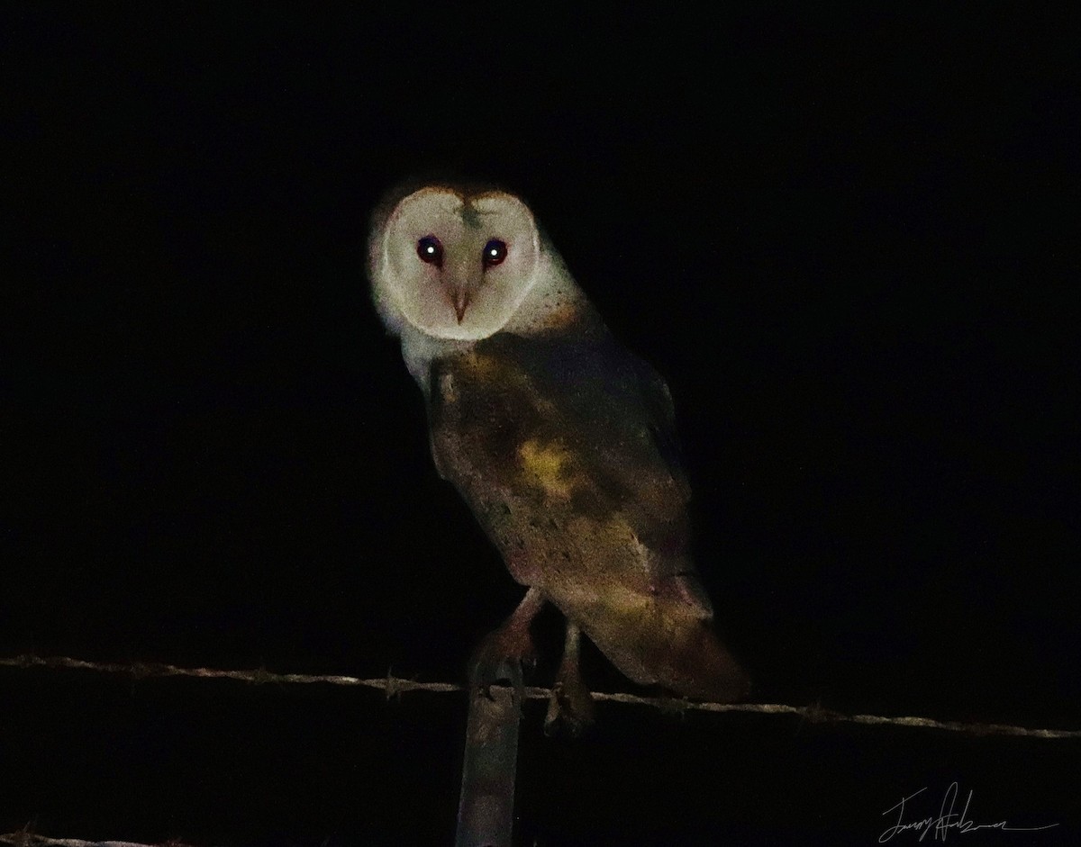 American Barn Owl - ML419251411
