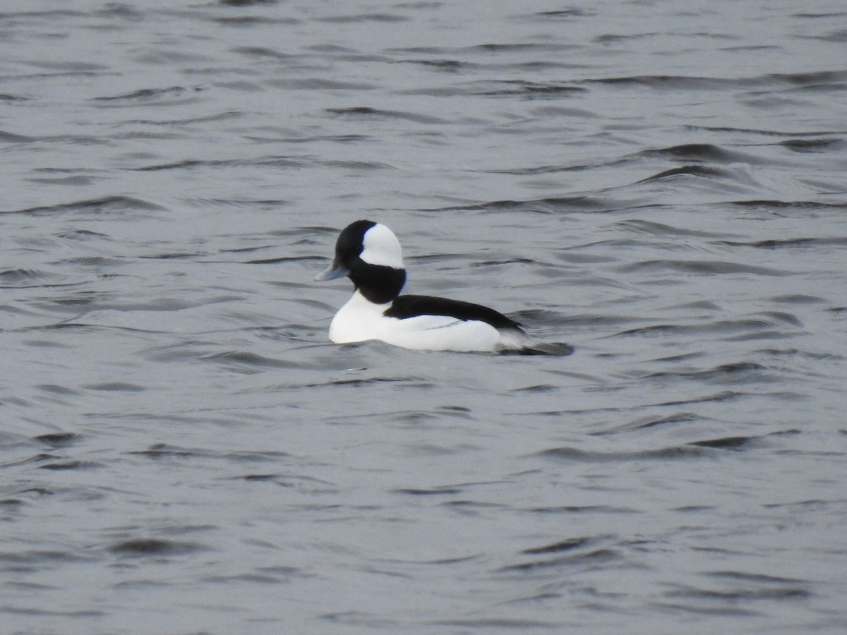 Bufflehead - ML419251671