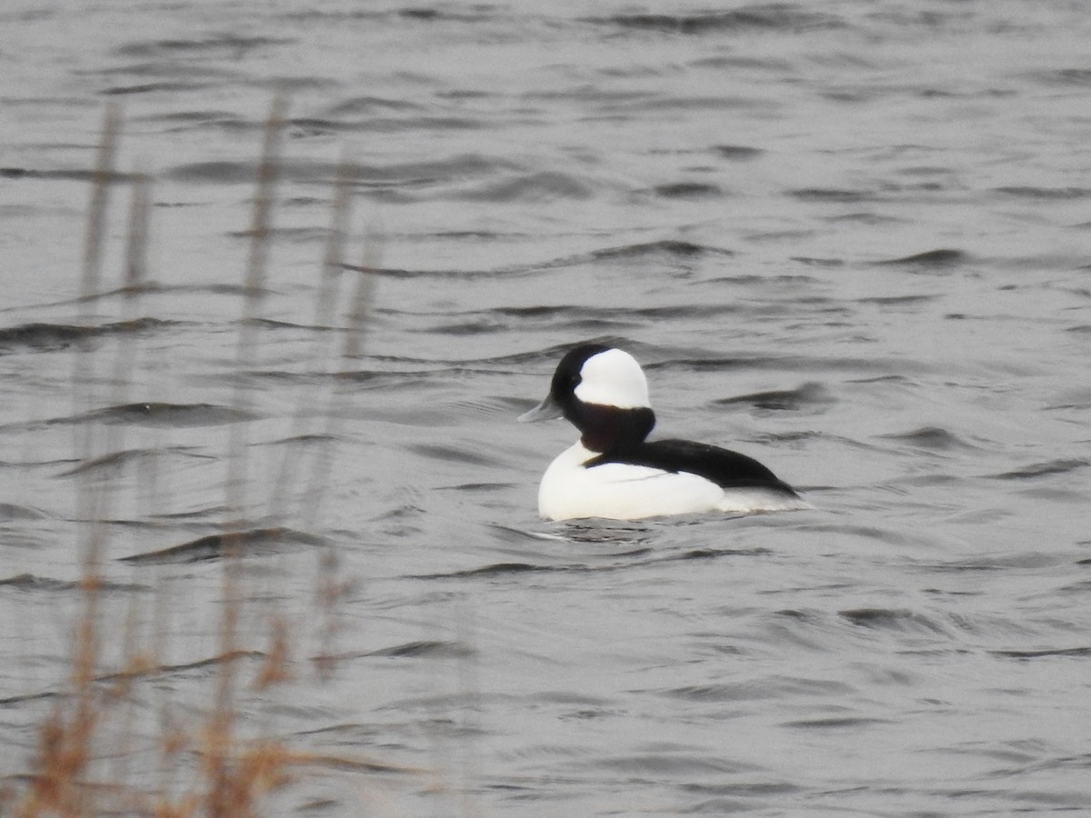 Bufflehead - ML419251791