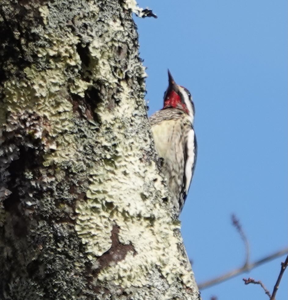 Yellow-bellied Sapsucker - ML419255231