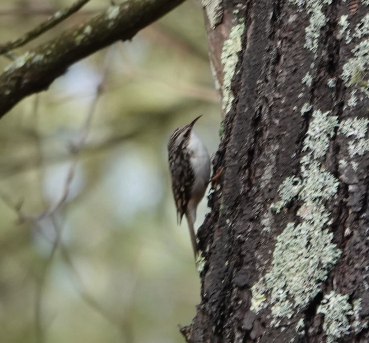 Brown Creeper - ML419255251