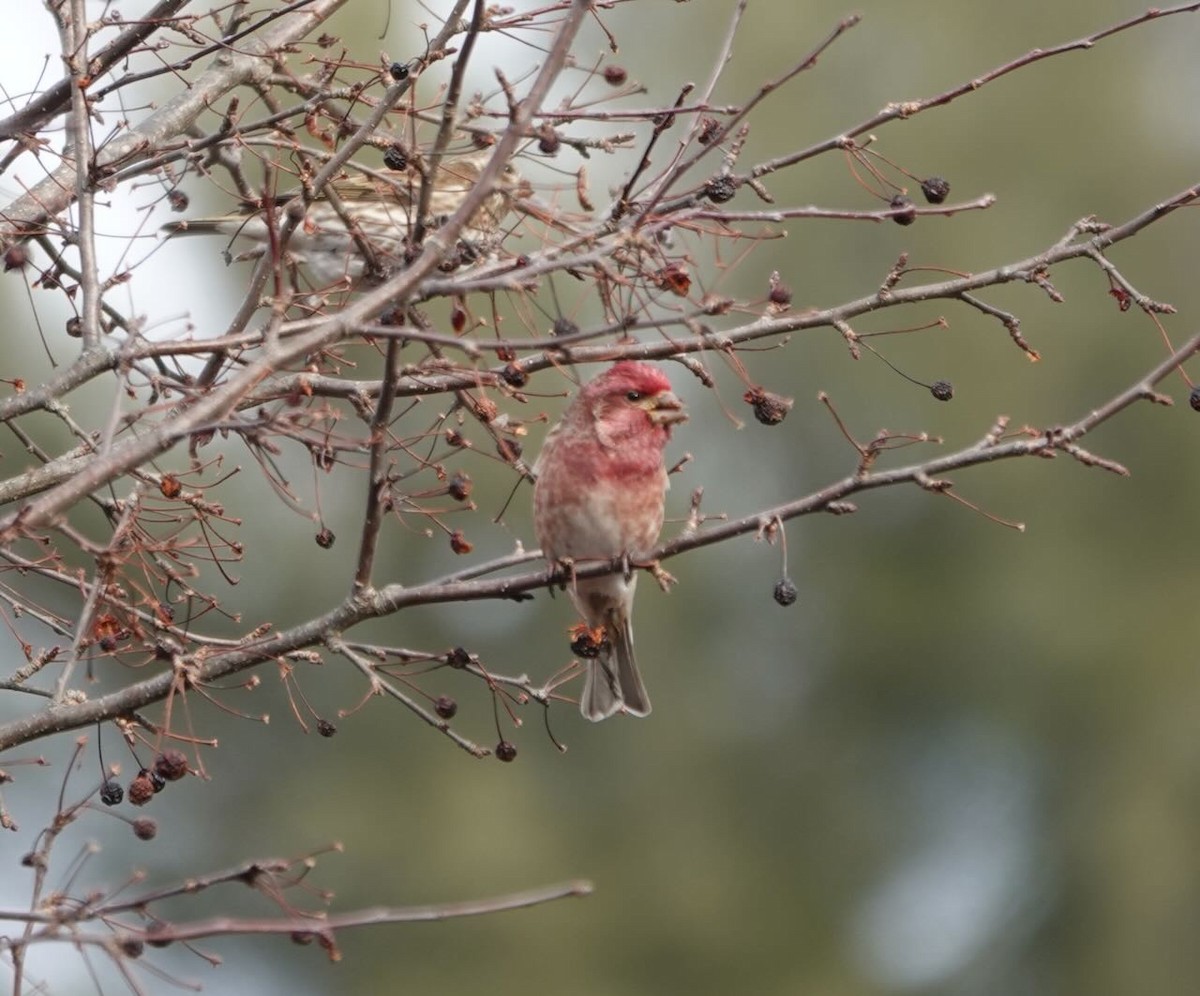 Purple Finch - ML419255291