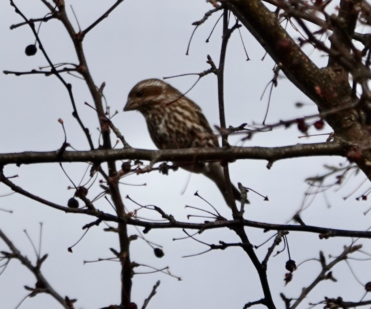 Purple Finch - ML419255341