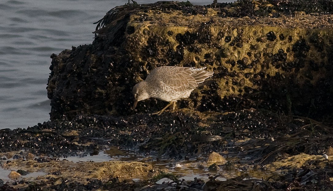 Red Knot - Rodney Baker