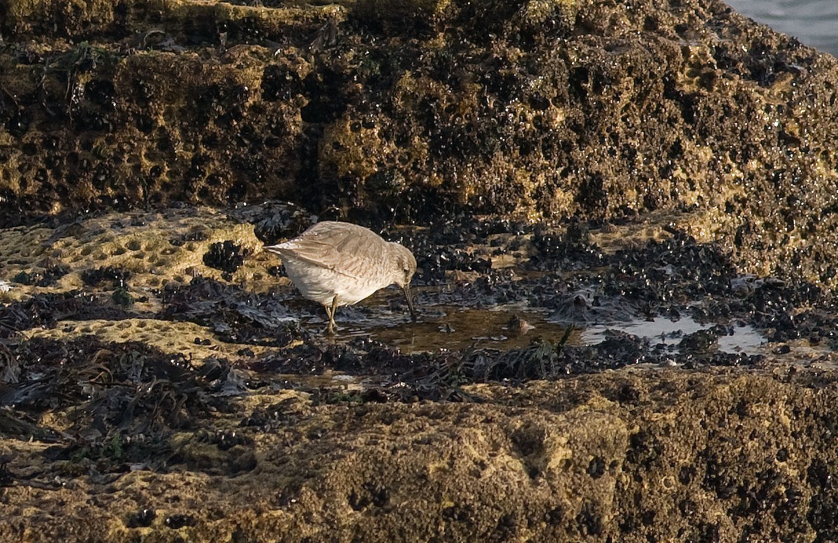 Red Knot - ML419255831