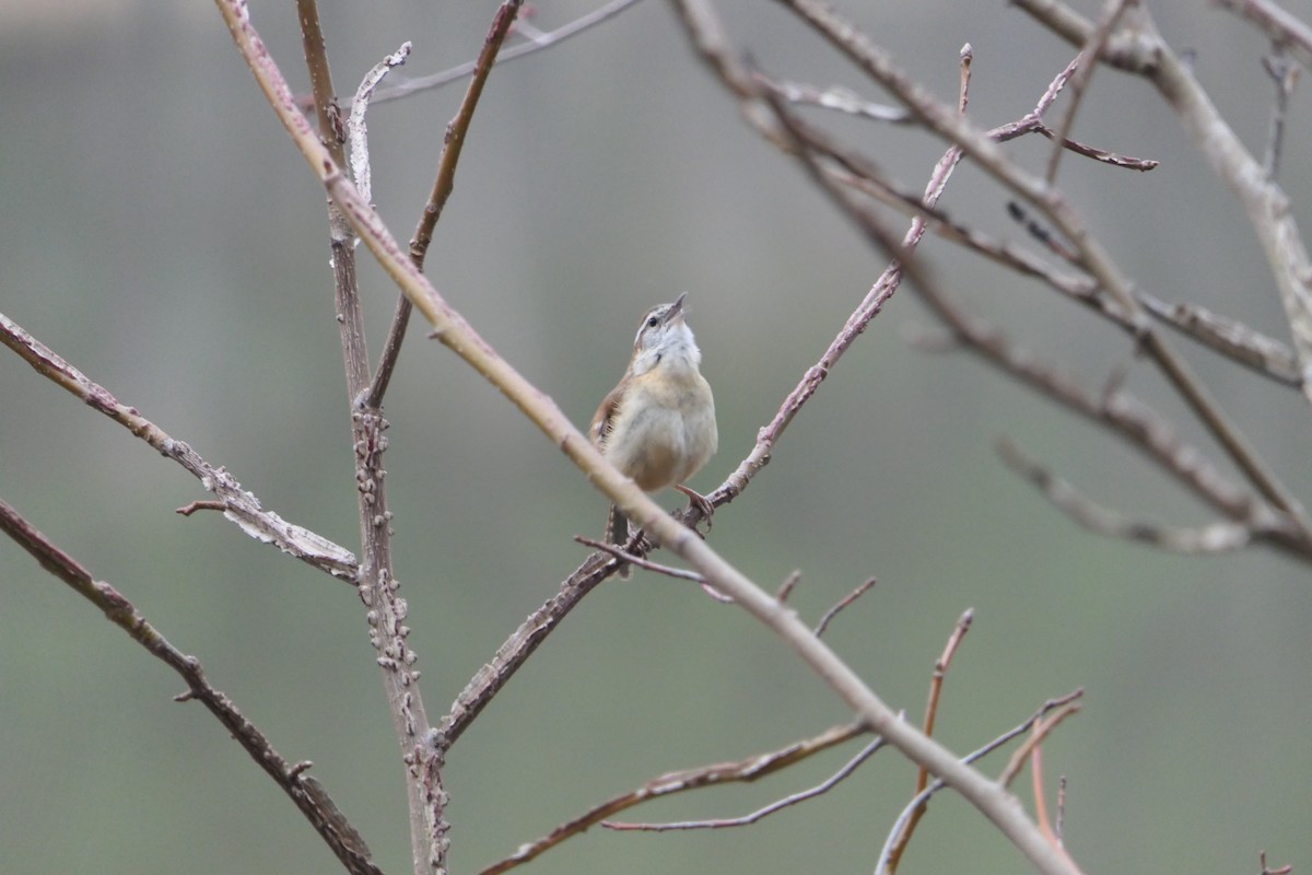 Carolina Wren - ML419256211